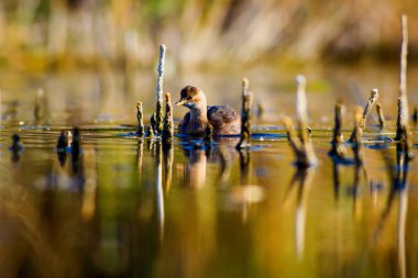 Sevimli su kuşu. Yüzen kuş. Göl doğa arka plan. Küçük Grebe. Taşibaptus ruficollis.