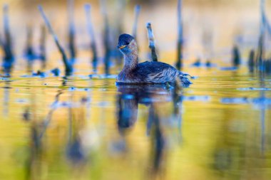 Sevimli su kuşu. Yüzen kuş. Göl doğa arka plan. Küçük Grebe. Taşibaptus ruficollis.