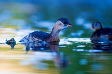 Sevimli su kuşu. Yüzen kuş. Göl doğa arka plan. Küçük Grebe. Taşibaptus ruficollis.