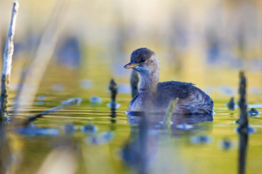 Sevimli su kuşu. Yüzen kuş. Göl doğa arka plan. Küçük Grebe. Taşibaptus ruficollis.