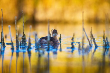 Sevimli su kuşu. Yüzen kuş. Göl doğa arka plan. Küçük Grebe. Taşibaptus ruficollis.