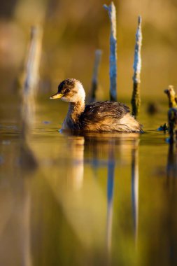 Sevimli su kuşu. Yüzen kuş. Göl doğa arka plan. Küçük Grebe. Taşibaptus ruficollis.