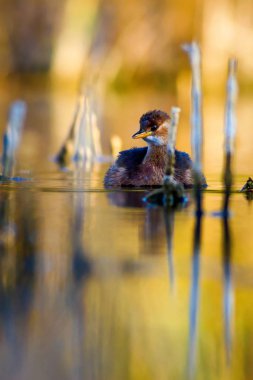 Sevimli su kuşu. Yüzen kuş. Göl doğa arka plan. Küçük Grebe. Taşibaptus ruficollis.