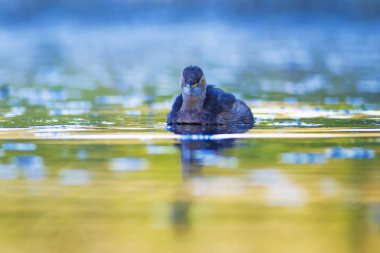 Sevimli su kuşu. Yüzen kuş. Göl doğa arka plan. Küçük Grebe. Taşibaptus ruficollis.