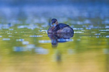 Sevimli su kuşu. Yüzen kuş. Göl doğa arka plan. Küçük Grebe. Taşibaptus ruficollis.