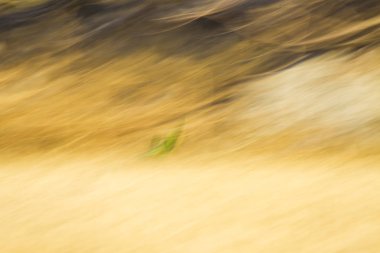 Renkli kuş. Avrupa Arı yiyici. Merops apiaster. Yeşil doğa arka planı.