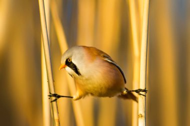 Sevimli kuş. Sakallı Sazlık. Sarı Doğa arka plan.