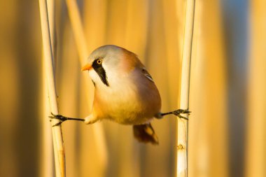 Sevimli kuş. Sakallı Sazlık. Sarı Doğa arka plan.