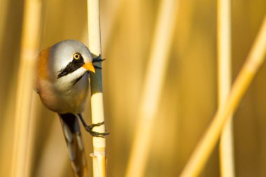Sevimli kuş. Sakallı Sazlık. Sarı Doğa arka plan.