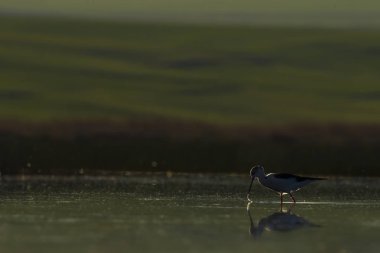 Gün batımı doğa ve kuş. Gün batımı doğa arka plan. 