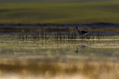 Gün batımı doğa ve kuş. Gün batımı doğa arka plan. 
