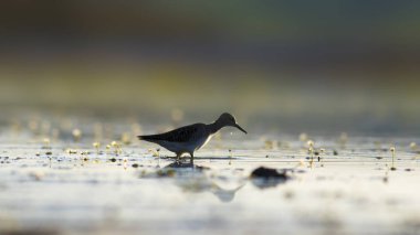 Gün batımı doğa ve kuş. Gün batımı doğa arka plan. Ortak su kuşu