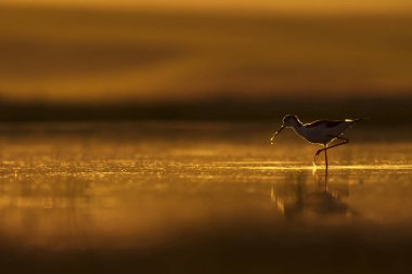 Gün batımı doğa ve kuş. Gün batımı doğa arka plan. Ortak su kuşu