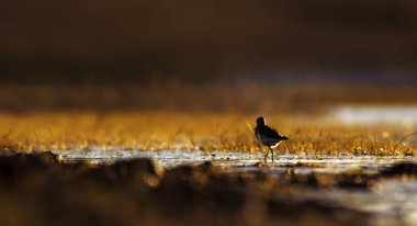 Gün batımı doğa ve kuş. Gün batımı doğa arka plan. Ortak su kuşu