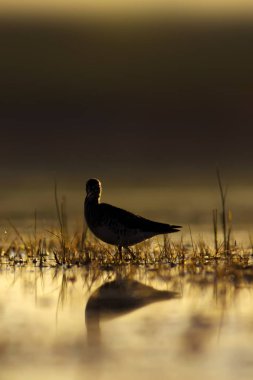 Gün batımı doğa ve kuş. Gün batımı doğa arka plan. Ortak su kuşu