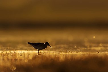 Gün batımı doğa ve kuş. Gün batımı doğa arka plan. Ortak su kuşu