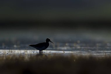 Gün batımı doğa ve kuş. Gün batımı doğa arka plan. Ortak su kuşu