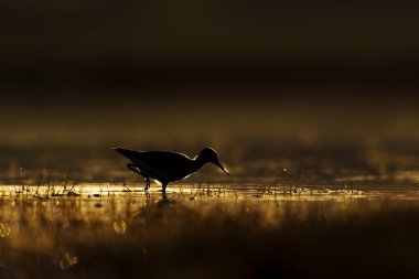 Gün batımı doğa ve kuş. Gün batımı doğa arka plan. Ortak su kuşu