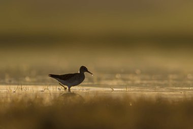 Gün batımı doğa ve kuş. Gün batımı doğa arka plan. Ortak su kuşu