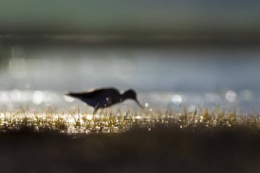 Gün batımı doğa ve kuş. Gün batımı doğa arka plan. Ortak su kuşu