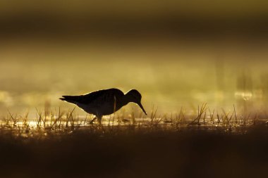 Gün batımı doğa ve kuş. Gün batımı doğa arka plan. Ortak su kuşu