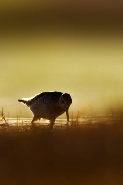 Gün batımı doğa ve kuş. Gün batımı doğa arka plan. Ortak su kuşu