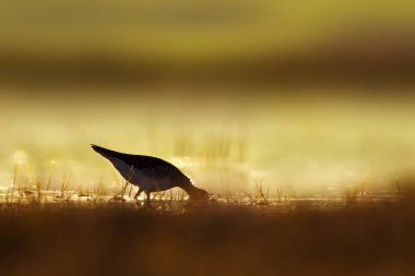 Gün batımı doğa ve kuş. Gün batımı doğa arka plan. Ortak su kuşu