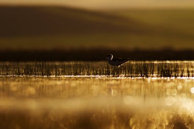 Gün batımı doğa ve kuş. Gün batımı doğa arka plan. Ortak su kuşu