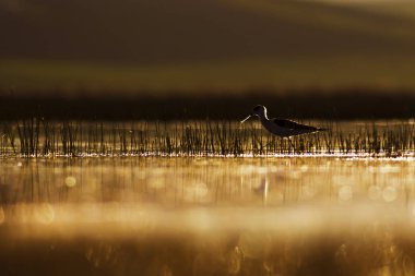 Gün batımı doğa ve kuş. Gün batımı doğa arka plan. Ortak su kuşu