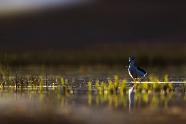 Gün batımı doğa ve kuş. Gün batımı doğa arka plan. Ortak su kuşu