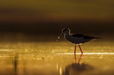 Gün batımı doğa ve kuş. Gün batımı doğa arka plan. Ortak su kuşu