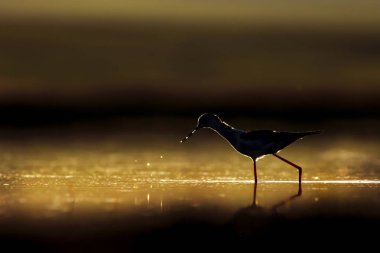 Günbatımı doğa ve kuş. Günbatımı doğa arka plan. Ortak su kuşu: siyah kanatlı stilt. Himantopus himantopus.