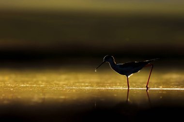 Günbatımı doğa ve kuş. Günbatımı doğa arka plan. Ortak su kuşu: siyah kanatlı stilt. Himantopus himantopus.