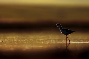 Günbatımı doğa ve kuş. Günbatımı doğa arka plan. Ortak su kuşu: siyah kanatlı stilt. Himantopus himantopus.