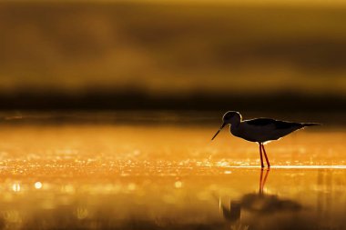 Günbatımı doğa ve kuş. Günbatımı doğa arka plan. Ortak su kuşu: siyah kanatlı stilt. Himantopus himantopus.