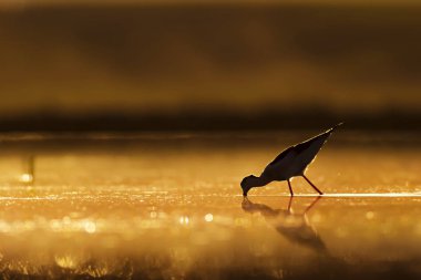 Günbatımı doğa ve kuş. Günbatımı doğa arka plan. Ortak su kuşu: siyah kanatlı stilt. Himantopus himantopus.