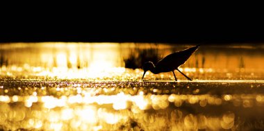 Günbatımı doğa ve kuş. Günbatımı doğa arka plan. Ortak su kuşu: siyah kanatlı stilt. Himantopus himantopus.