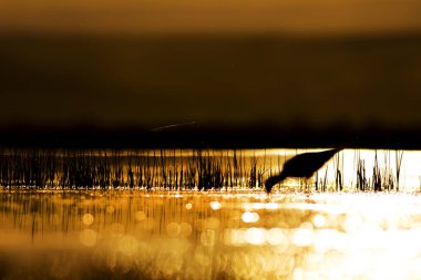 Günbatımı doğa ve kuş. Günbatımı doğa arka plan. Ortak su kuşu: siyah kanatlı stilt. Himantopus himantopus.