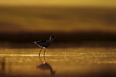 Günbatımı doğa ve kuş. Günbatımı doğa arka plan. Ortak su kuşu: siyah kanatlı stilt. Himantopus himantopus.