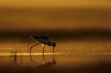 Günbatımı doğa ve kuş. Günbatımı doğa arka plan. Ortak su kuşu: siyah kanatlı stilt. Himantopus himantopus.