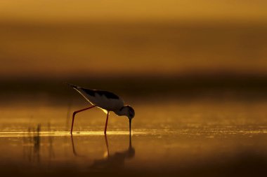 Günbatımı doğa ve kuş. Günbatımı doğa arka plan. Ortak su kuşu: siyah kanatlı stilt. Himantopus himantopus.