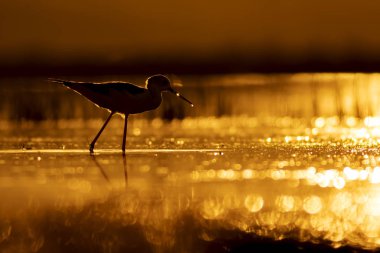 Günbatımı doğa ve kuş. Günbatımı doğa arka plan. Ortak su kuşu: siyah kanatlı stilt. Himantopus himantopus.