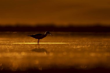 Günbatımı doğa ve kuş. Günbatımı doğa arka plan. Ortak su kuşu: siyah kanatlı stilt. Himantopus himantopus.