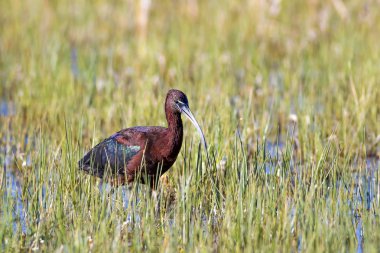 Kuş Parlak Aynak. Yeşil doğa arka planı. Parlak Aynak. Plegadis falcinellus.