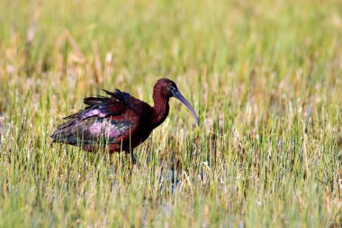 Kuş Parlak Aynak. Yeşil doğa arka planı. Parlak Aynak. Plegadis falcinellus.