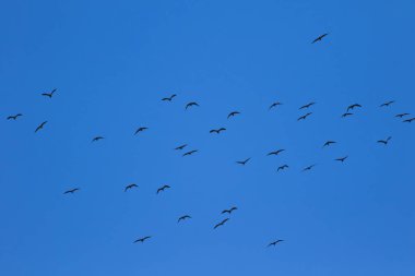Uçan kuşlar. Mavi gökyüzü arka planı. 