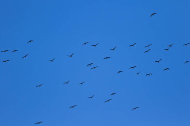 Uçan kuşlar. Mavi gökyüzü arka planı. 