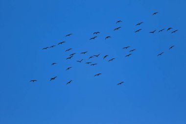Uçan kuşlar. Mavi gökyüzü arka planı. 