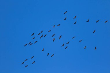 Uçan kuşlar. Mavi gökyüzü arka planı. 