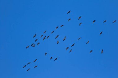 Uçan kuşlar. Mavi gökyüzü arka planı. 